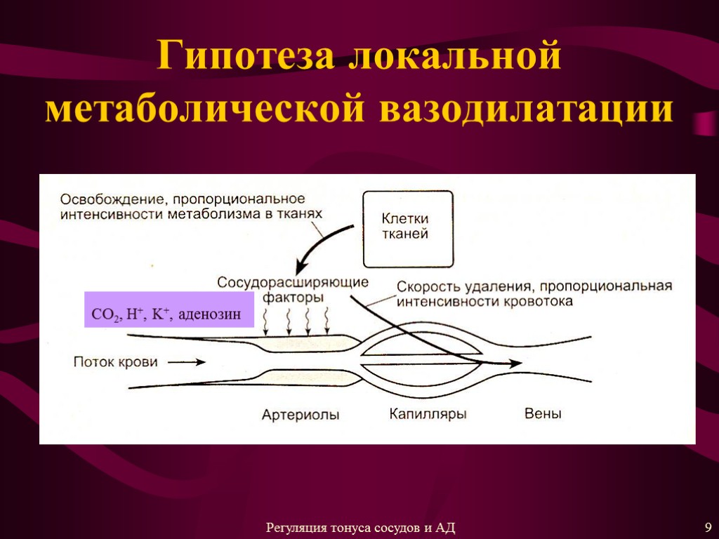 Гипотеза локальной метаболической вазодилатации CO2, H+, K+, аденозин 9 Регуляция тонуса сосудов и АД